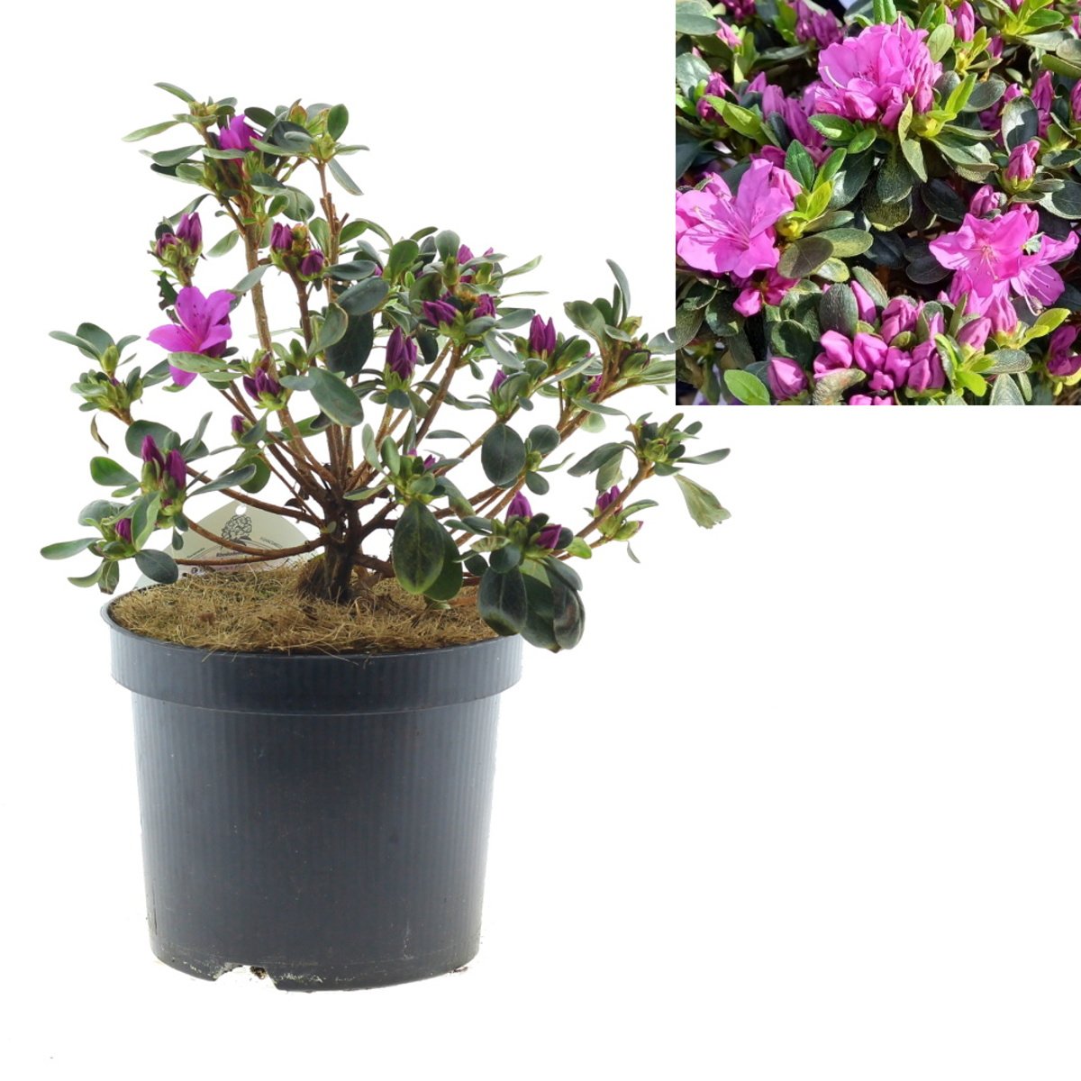 Pěnišníky a azalky - Azalka japonská Lady Dark výška 20/30cm, květináč 2,5 litru