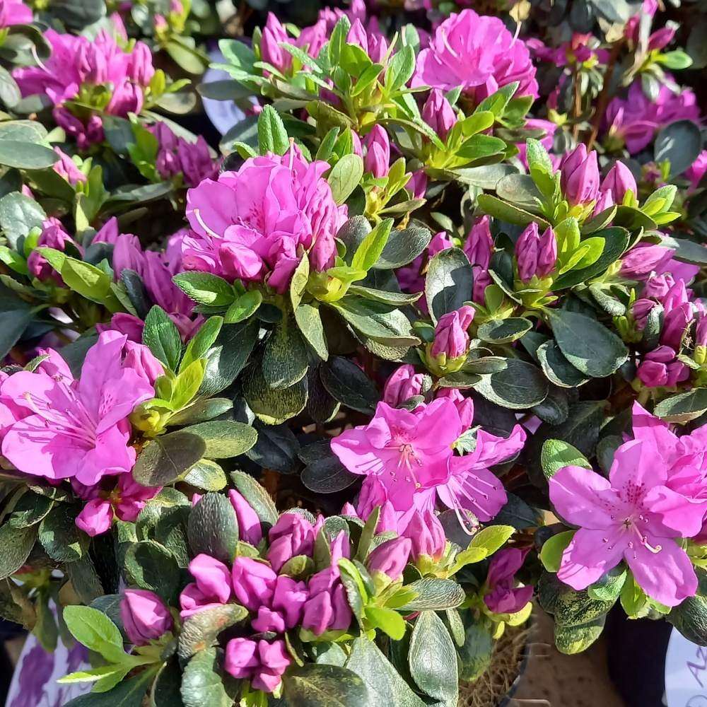 Azalka japonská Lady Dark výška 20/30cm, květináč 2,5 litru-0