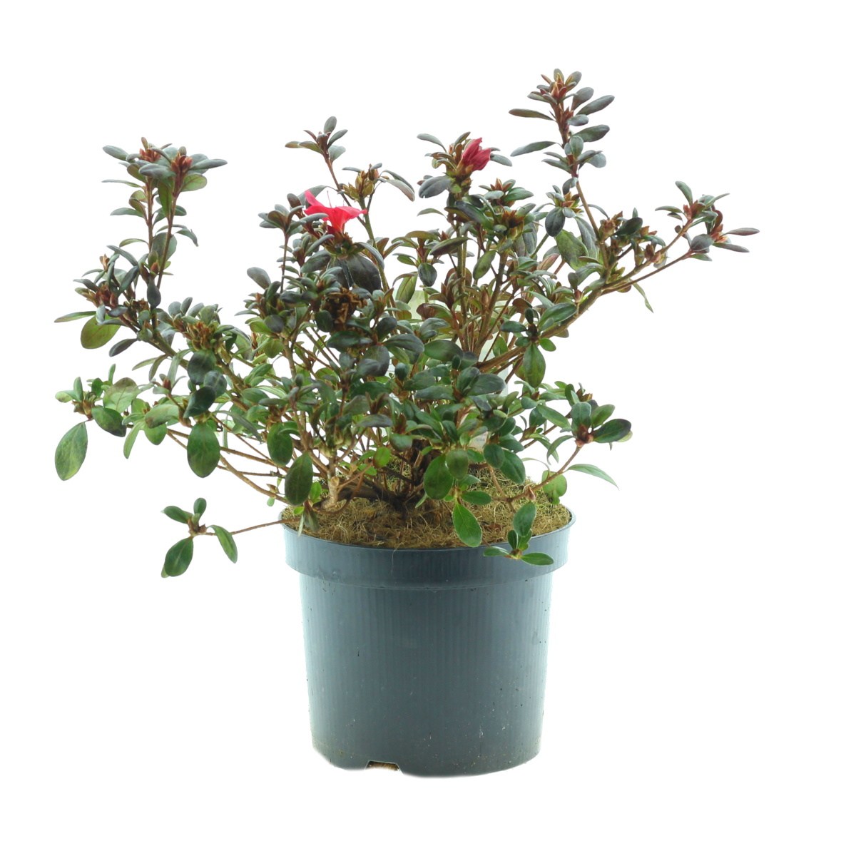 Pěnišníky a azalky - Azalka japonská Marushka výška 20/30cm, květináč 2,5 litru