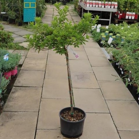 Azalka japonská MIX květináč 12 litrů, malý kmínek, stromek-0