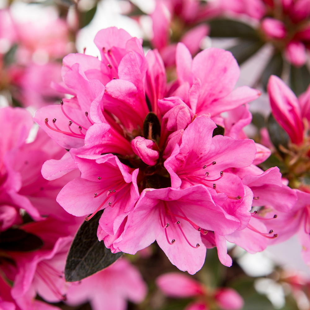 Rostliny - Azalka japonská MIX květináč 2 litry, výška 25/30cm, keř