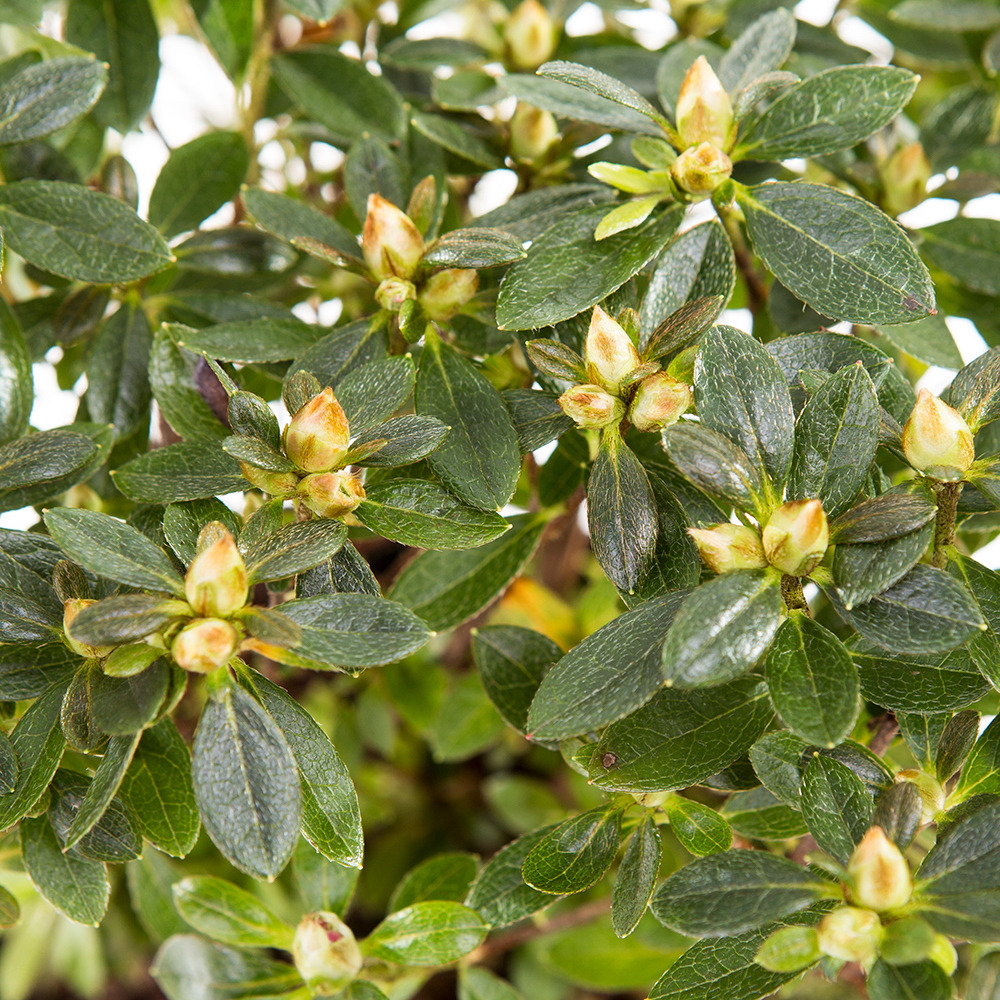 Azalka japonská MIX květináč 2 litry, výška 25/30cm, keř-1