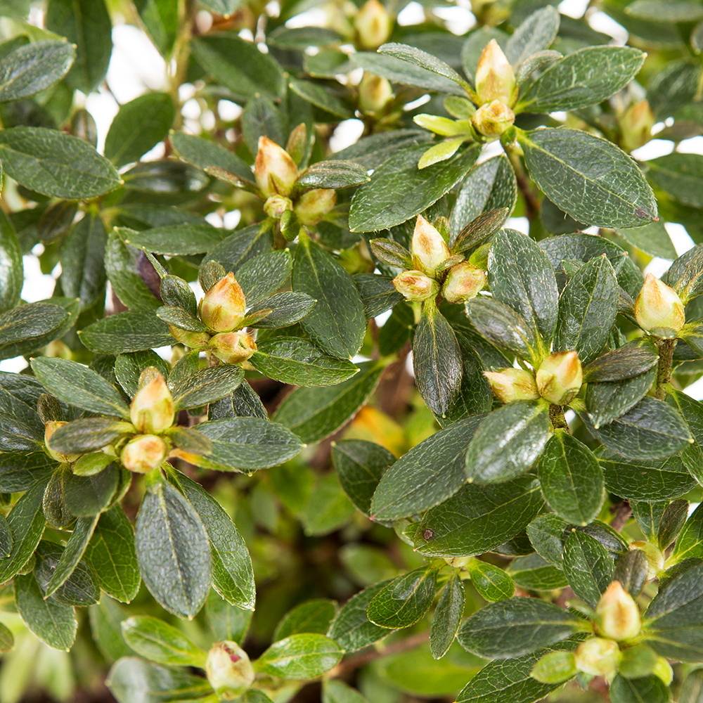 Rostliny - Azalka japonská mix, květináč 45 litrů