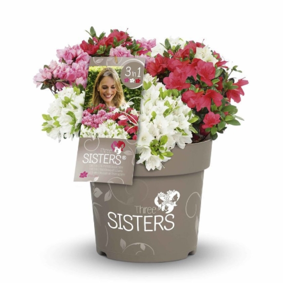 Rostliny - Azalka japonská/pěnišník 'Fairy Dreams Three Sisters' květináč 6 litrů, výška 50/60cm, keř