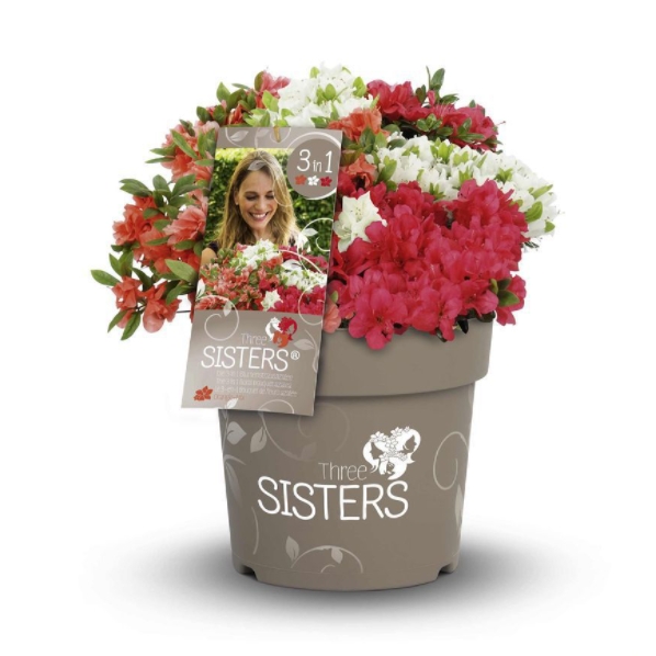 Azalka japonská/pěnišník 'Fairy Dreams Three Sisters' květináč 6 litrů, výška 50/60cm, keř-0