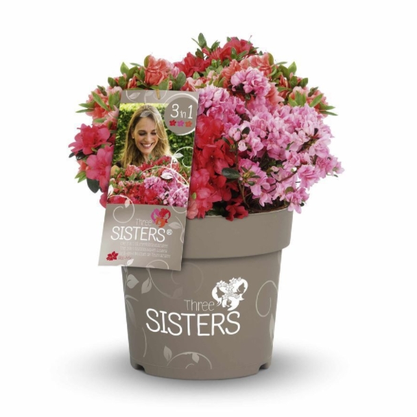 Azalka japonská/pěnišník 'Fairy Dreams Three Sisters' květináč 6 litrů, výška 50/60cm, keř-1