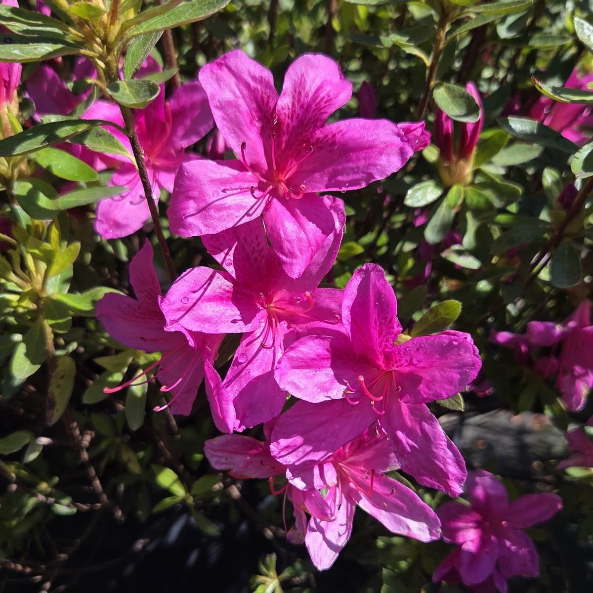 Pěnišníky a azalky - Azalka japonská Purple Splendor květináč 20 litrů