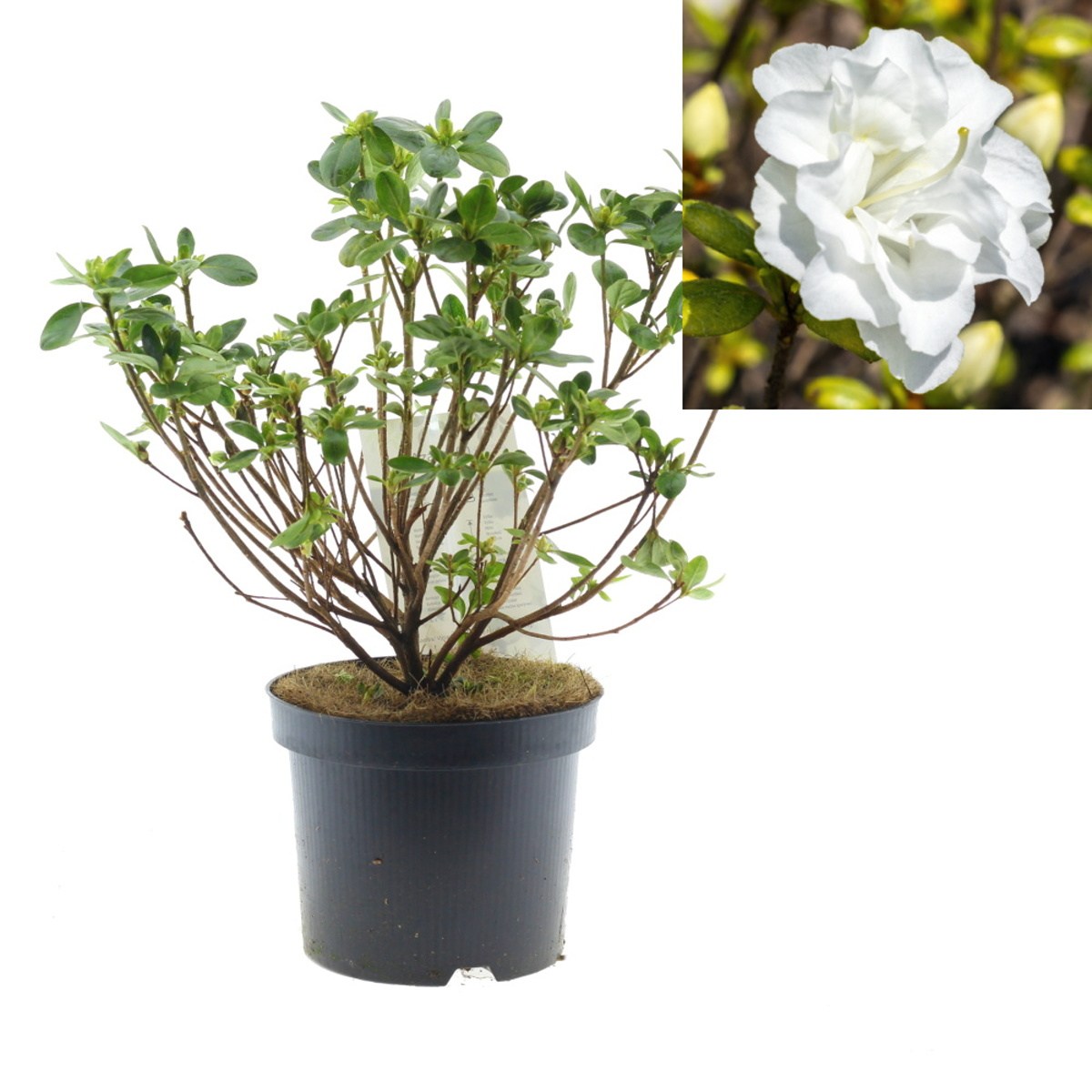 Rostliny - Azalka japonská Schneeperle květináč 2,5 litru, výška 20/30cm, keř