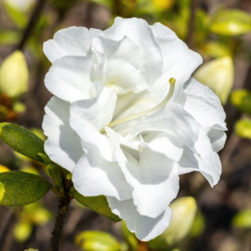 Azalka japonská Schneeperle květináč 2,5 litru, výška 20/30cm, keř-0
