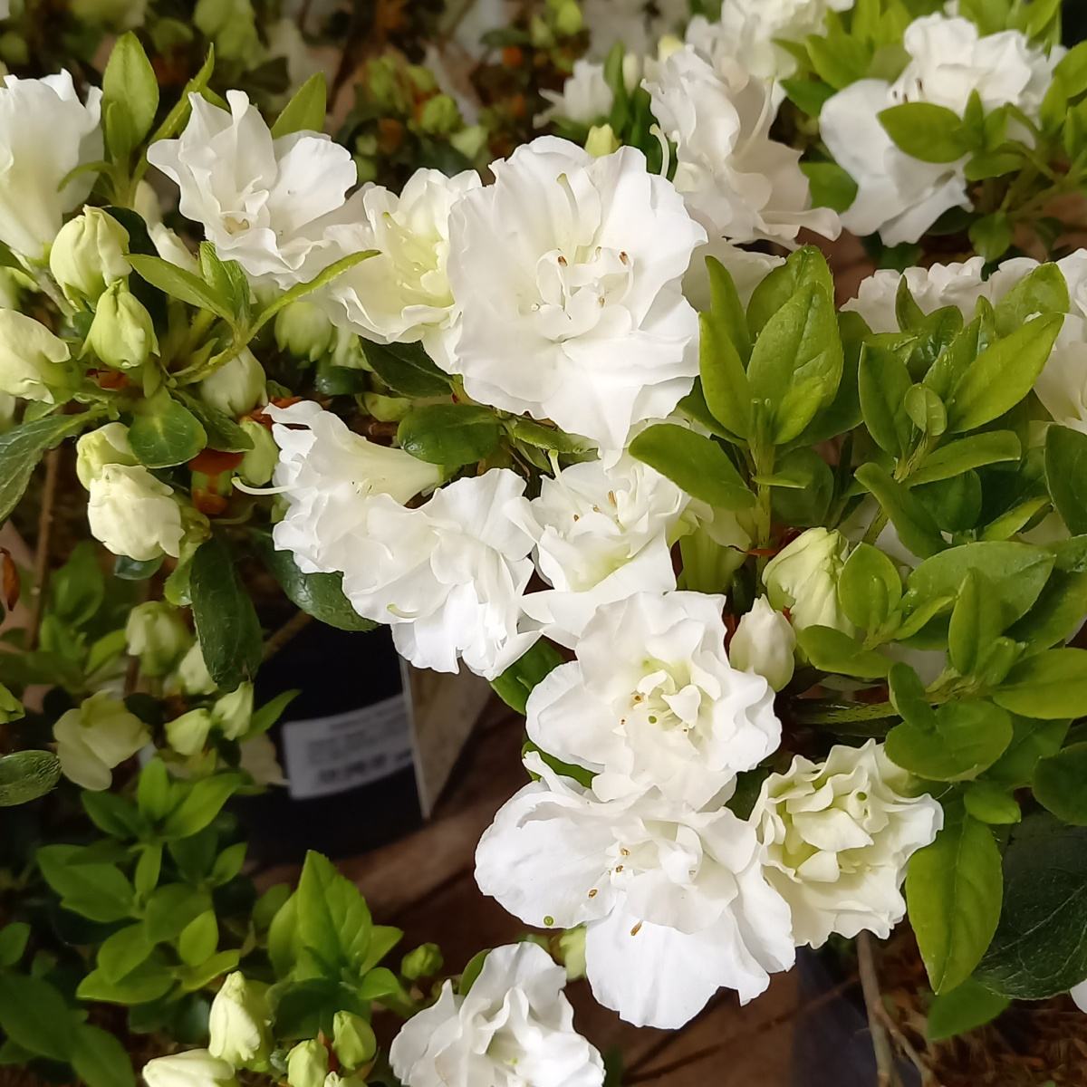 Azalka japonská Schneeperle květináč 2,5 litru, výška 20/30cm, keř-1