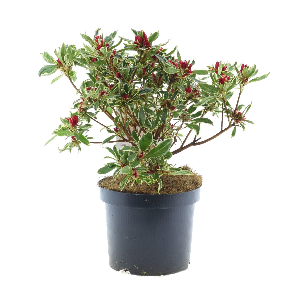 Pěnišníky a azalky - Azalka japonská Silver Sword výška 20/30cm, květináč 2,5 litru