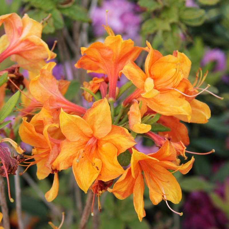 Azalka (KH) Glowing Embers květináč 5 litrů, výška 40/50cm, keř-0