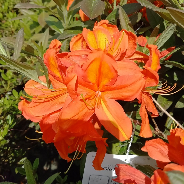 Azalka (KH) Glowing Embers květináč 5 litrů, výška 40/50cm, keř-1