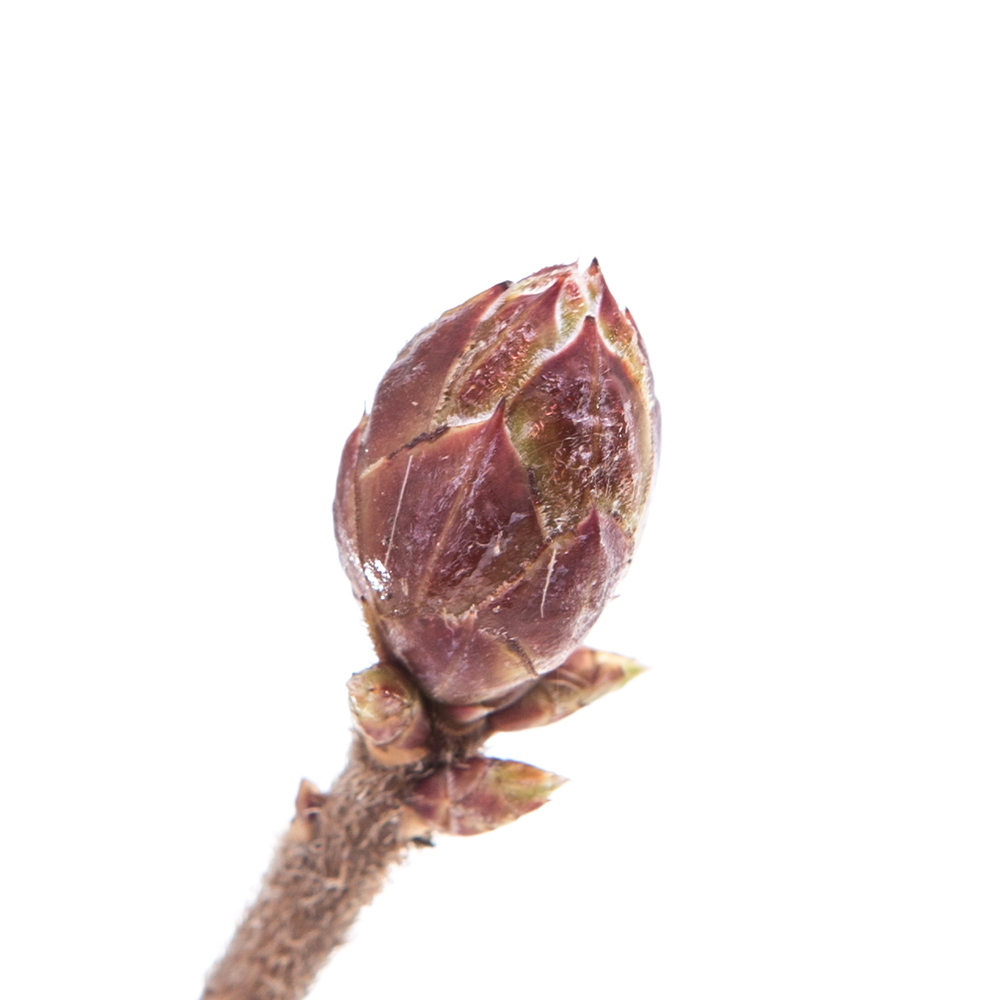 Pěnišníky a azalky - Azalka (KH) 'Golden Eagle' květináč 2,5 litru, výška 40/50cm, keř