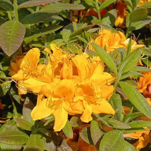 Rostliny - Azalka (KH) Golden Eagle výška 40/50cm, 5 litrů