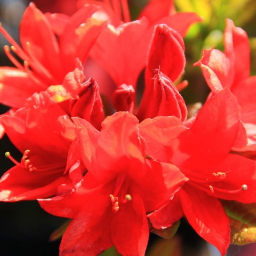 Pěnišníky a azalky - Azalka (KH) 'Nabucco' 4 litry