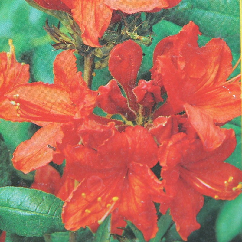 Pěnišníky a azalky - Azalka (KH) Satan květináč 2,5 litru, výška 40/50cm, keř