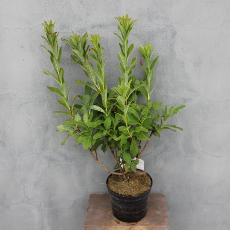 Azalka (KH) Satan květináč 2,5 litru, výška 40/50cm, keř-0