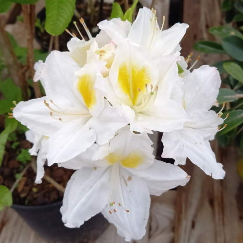 Pěnišníky a azalky - Azalka (KH) 'Whitethroat' 4 litry