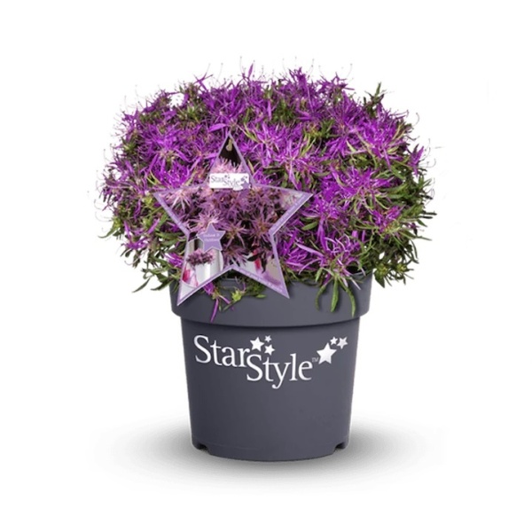 Rostliny - Azalka 'Star Style Lila' 3 litry