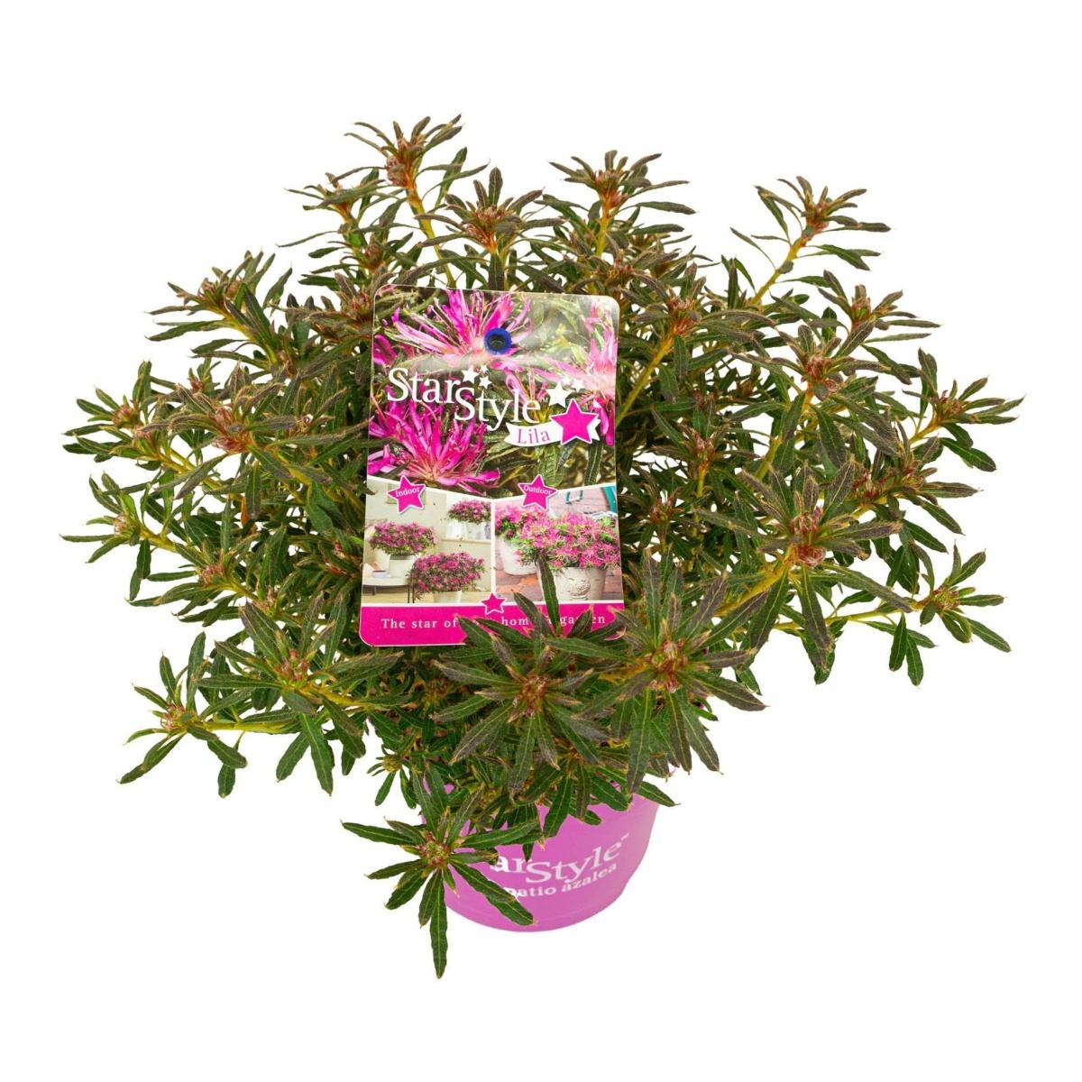 Pěnišníky a azalky - Azalka Star Style Lila květináč 1,5 litru