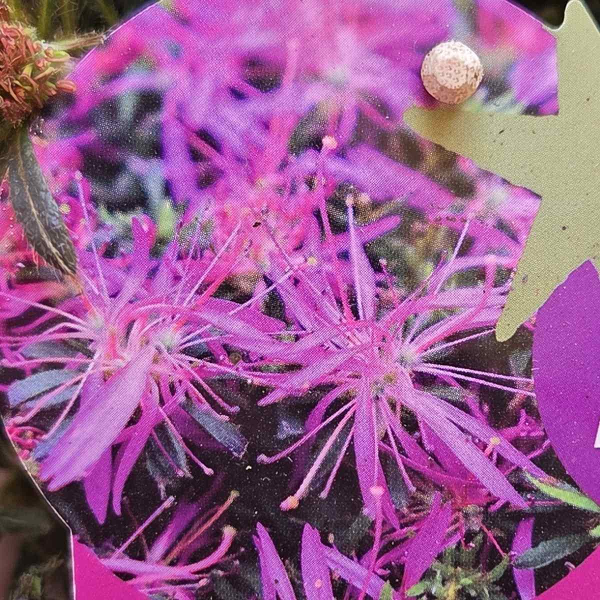 Azalka Star Style Lila květináč 1,5 litru-0