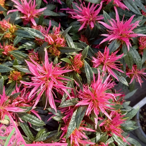 Azalka 'Star Style Pink' 3 litry-0