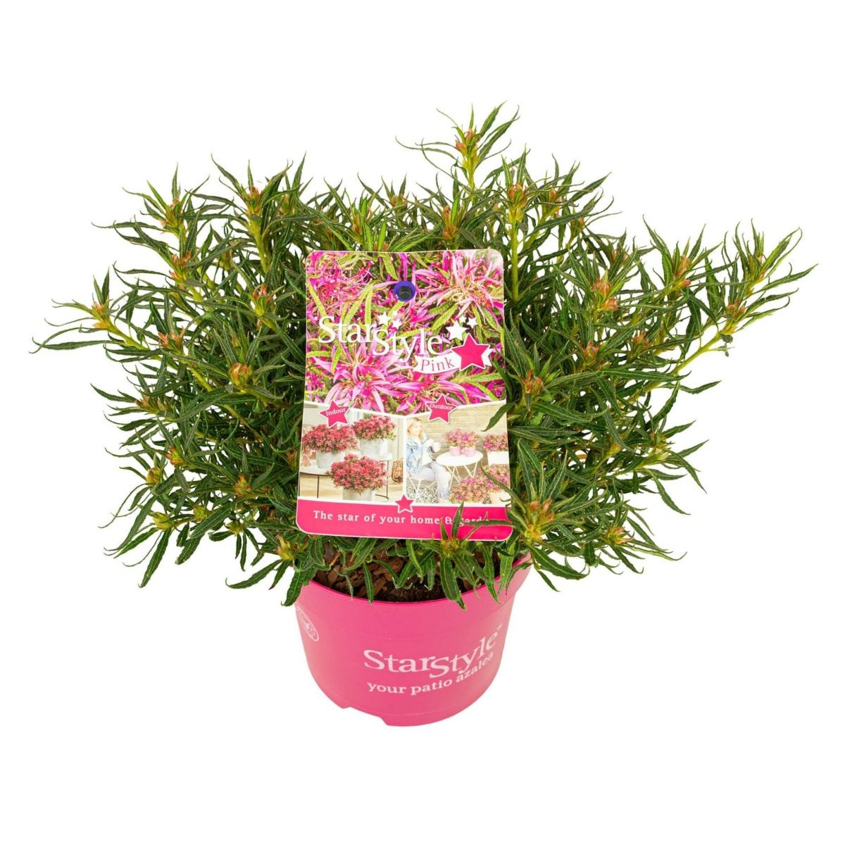 Pěnišníky a azalky - Azalka Star Style Pink květináč 1,5 litru