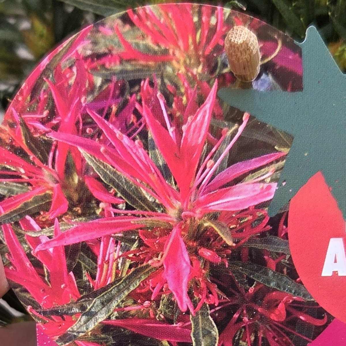 Azalka Star Style Pink květináč 1,5 litru-0