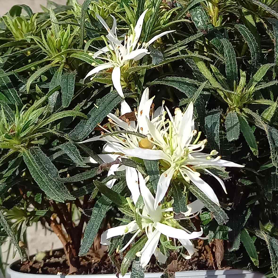 Rostliny - Azalka 'Star Style White' 3 litry