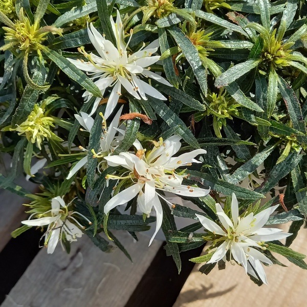 Azalka 'Star Style White' 3 litry-0