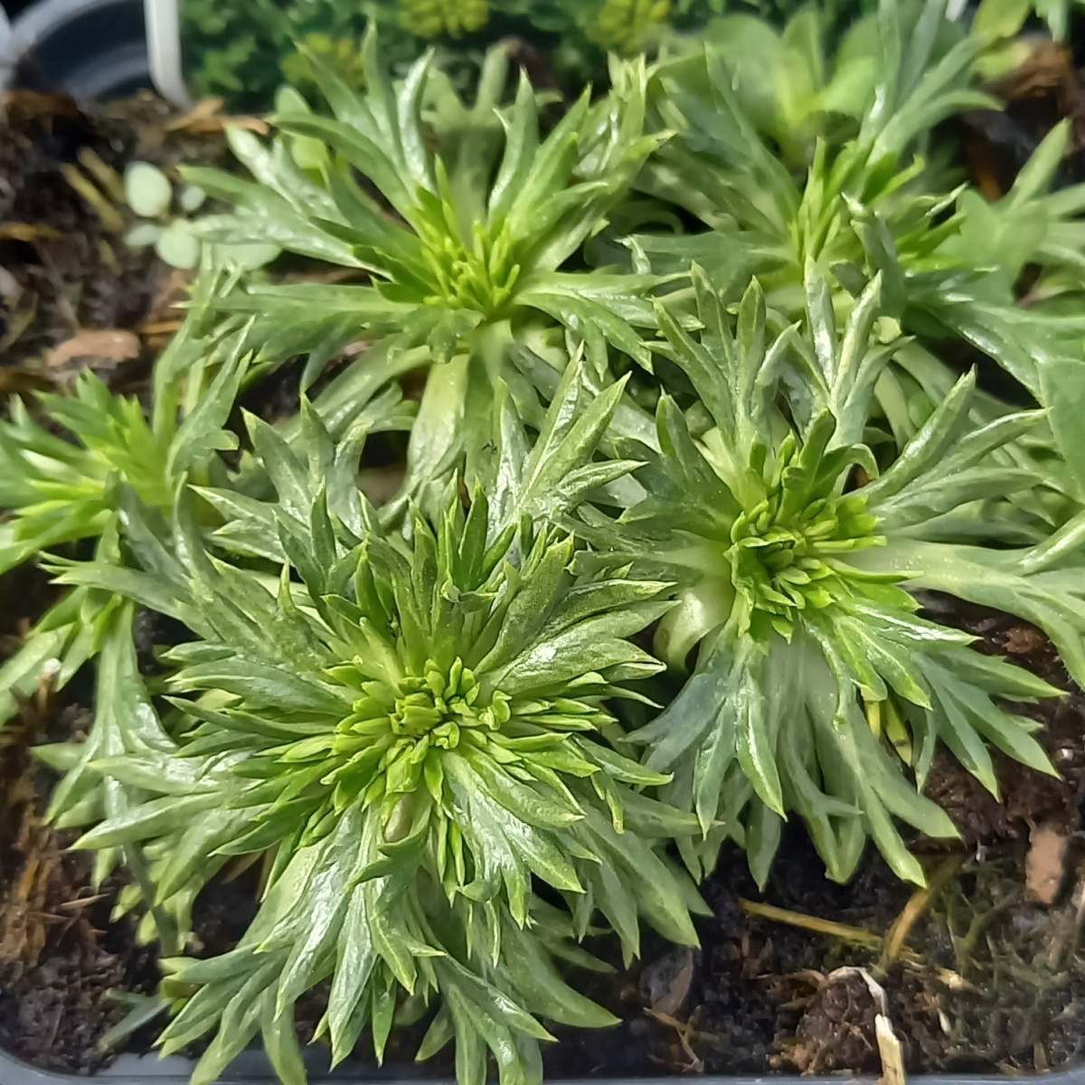 Skalničky - Azorela třídílná květináč 9cm