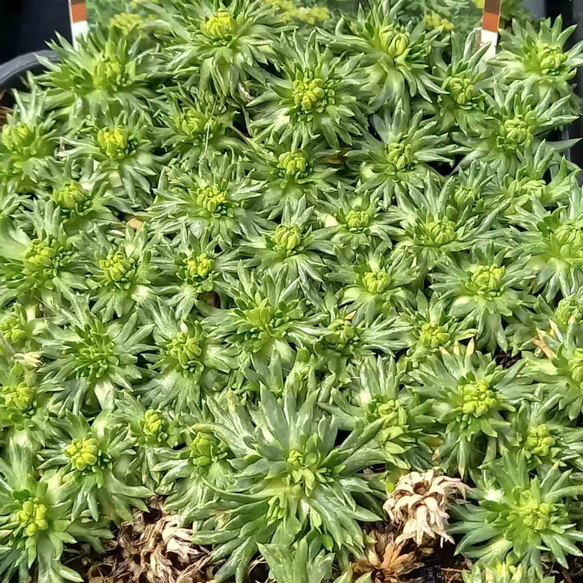 Skalničky - Azorela třídílná Minima květináč 9cm