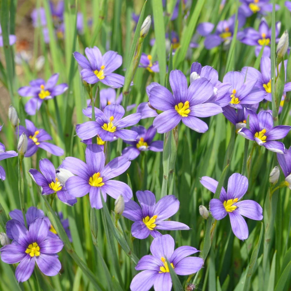 Skalničky - Badil úzkolistý květináč 9cm