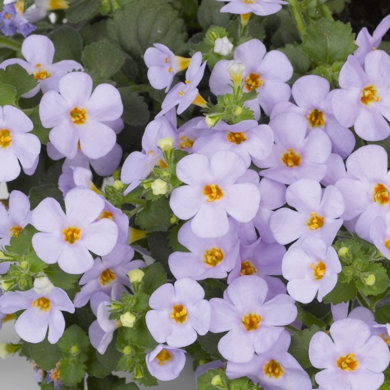 Převislé balkonové květiny - Bakopa drobnolistá fialová 4ks 11cm