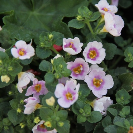 Převislé balkonové květiny - Bakopa drobnolistá růžová 4ks 11cm