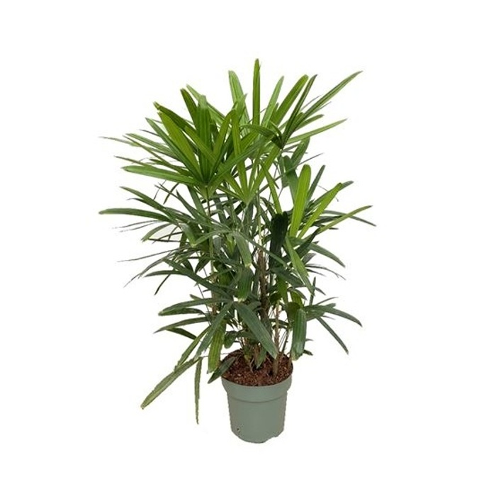 Hydroponické pokojové rostliny - Bambusová palma hydroponický květináč 24cm