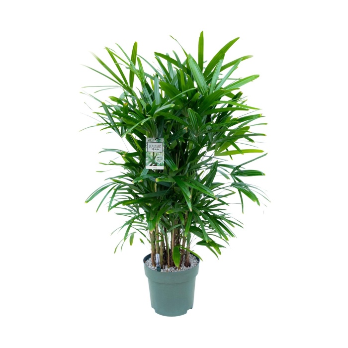 Ekologicky pěstované pokojové rostliny - Bambusová palma hydroponický květináč 30cm