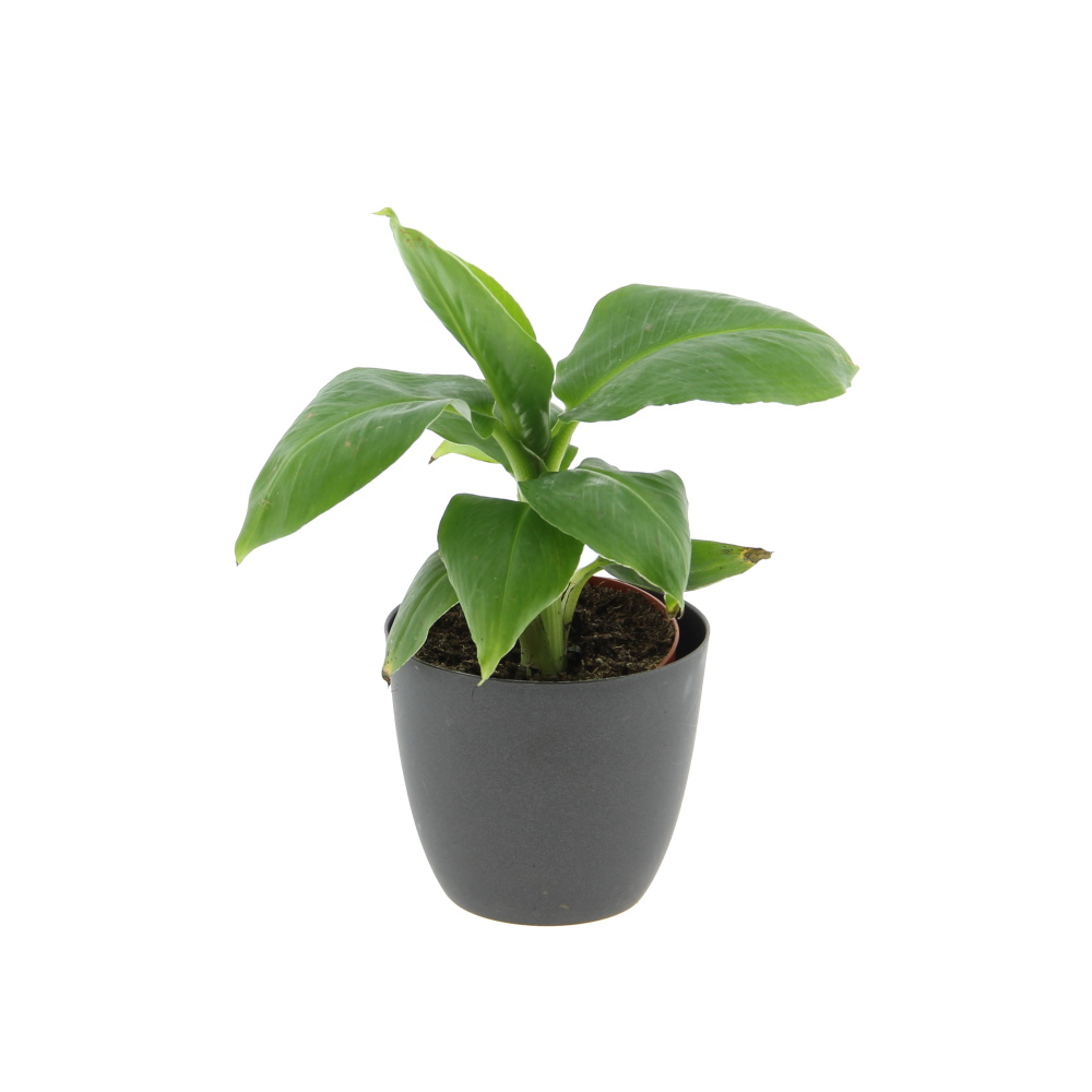 Okrasné pokojové rostliny - Banánovník 'Dwarf Cavendish' květináč 10,5cm