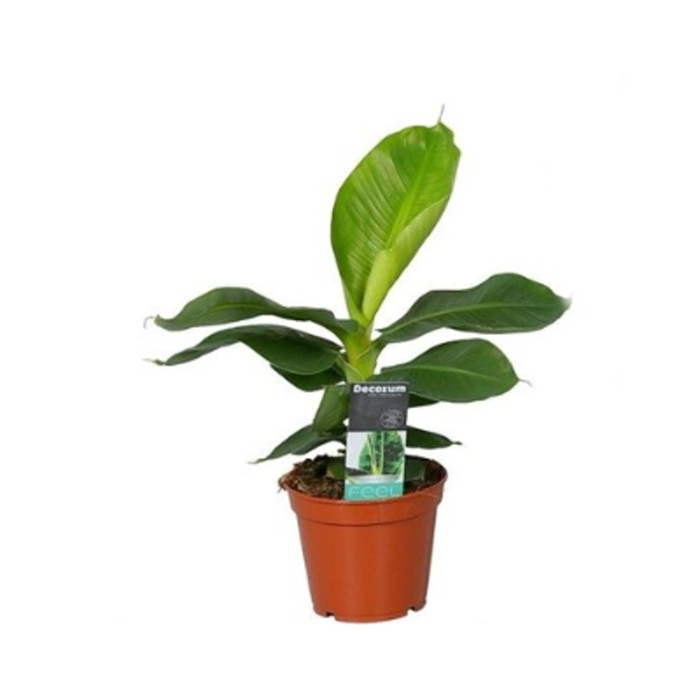 Okrasné pokojové rostliny - Banánovník květináč 17cm