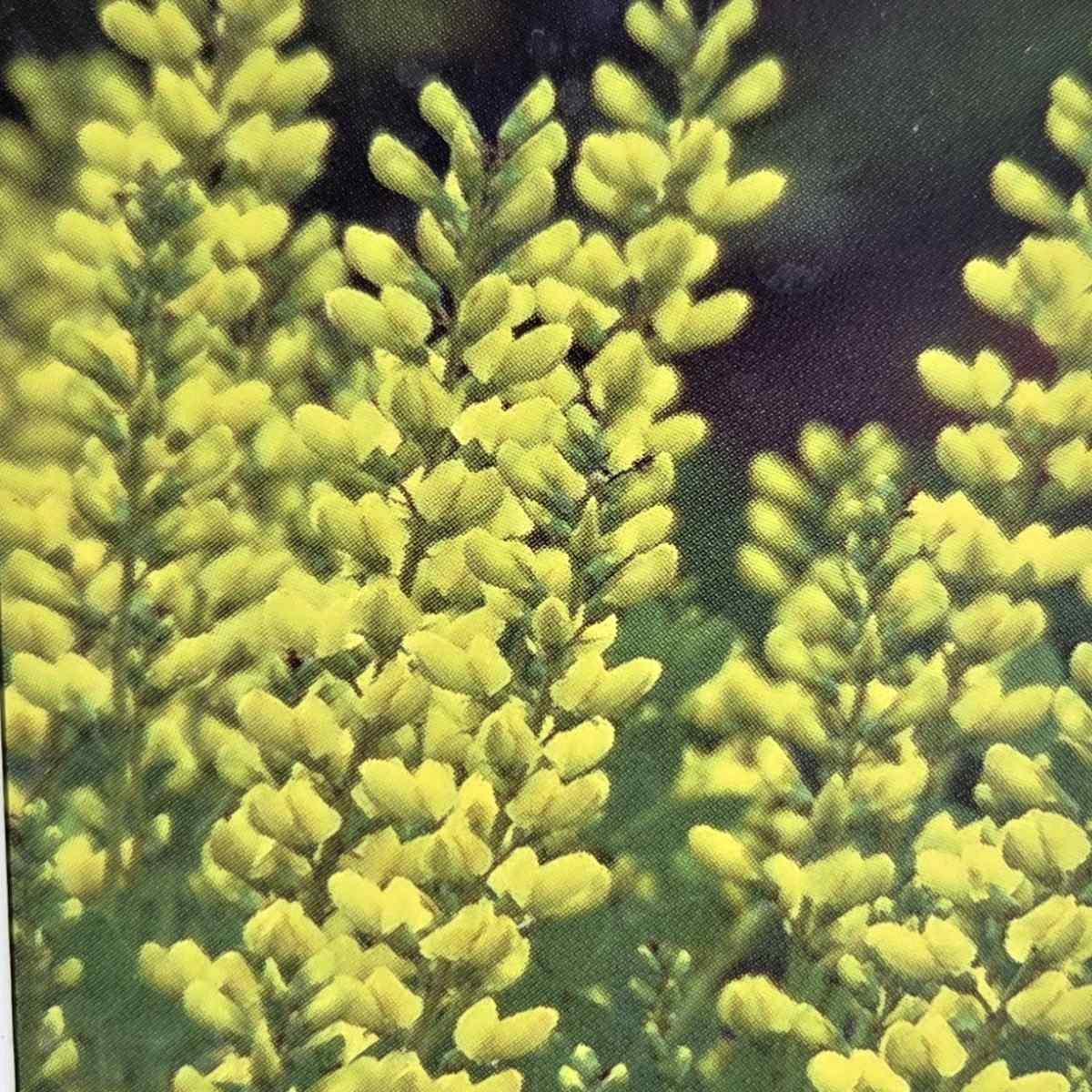 Na slunce - Baptisie American Goldfinch květináč 2 litry