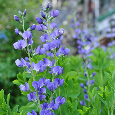 Na slunce - Baptisie jižní 9cm