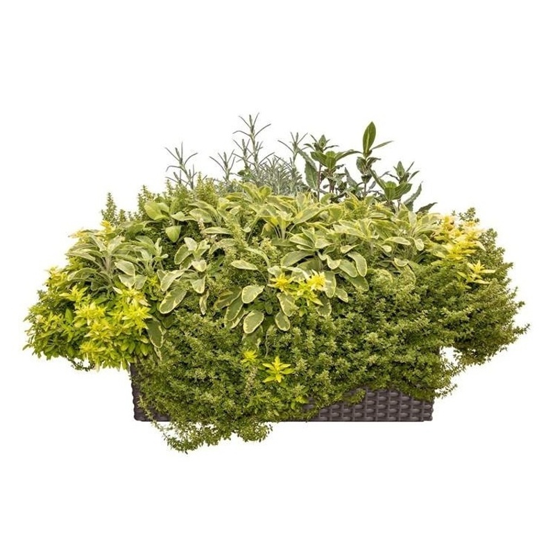 Jedlá zahrada - Barbecue Lechuza