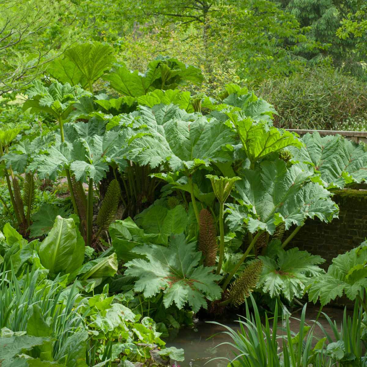Vlhkomilné - Barota rukávovitá květináč 9 litrů