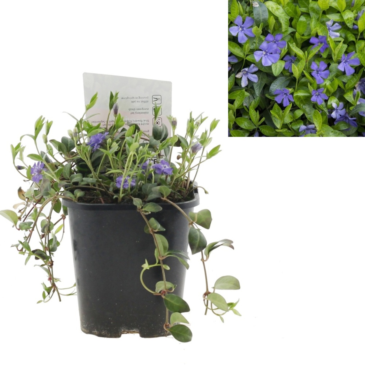 Půdopokryvné rostliny - Barvínek menší 1,4 litru