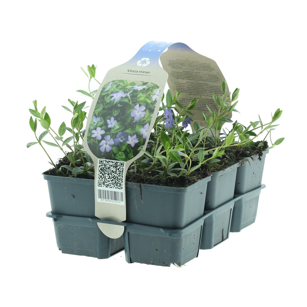 Rostliny - Barvínek menší 6pack