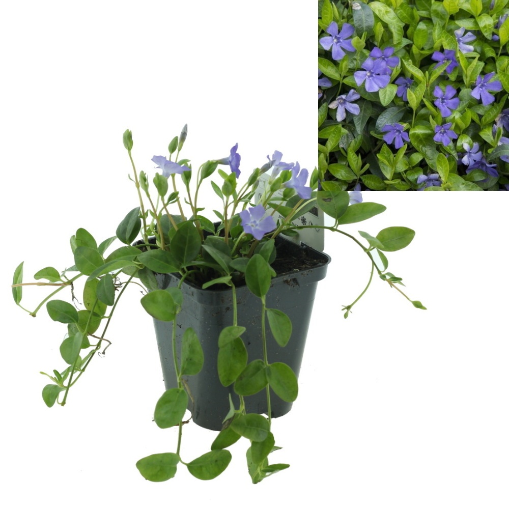 Rostliny - Barvínek menší 9 cm