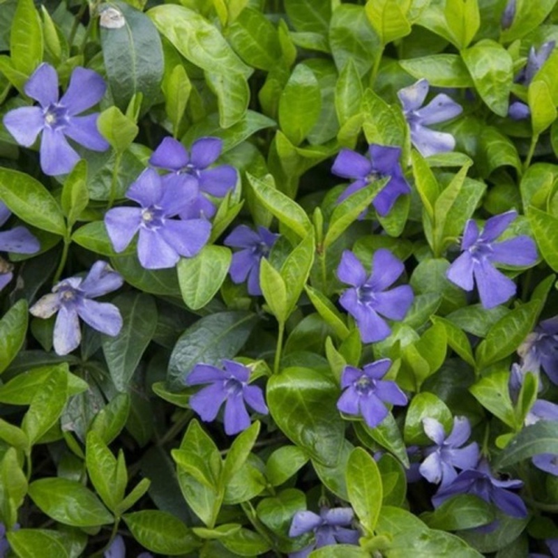 Barvínek menší 9 cm-0