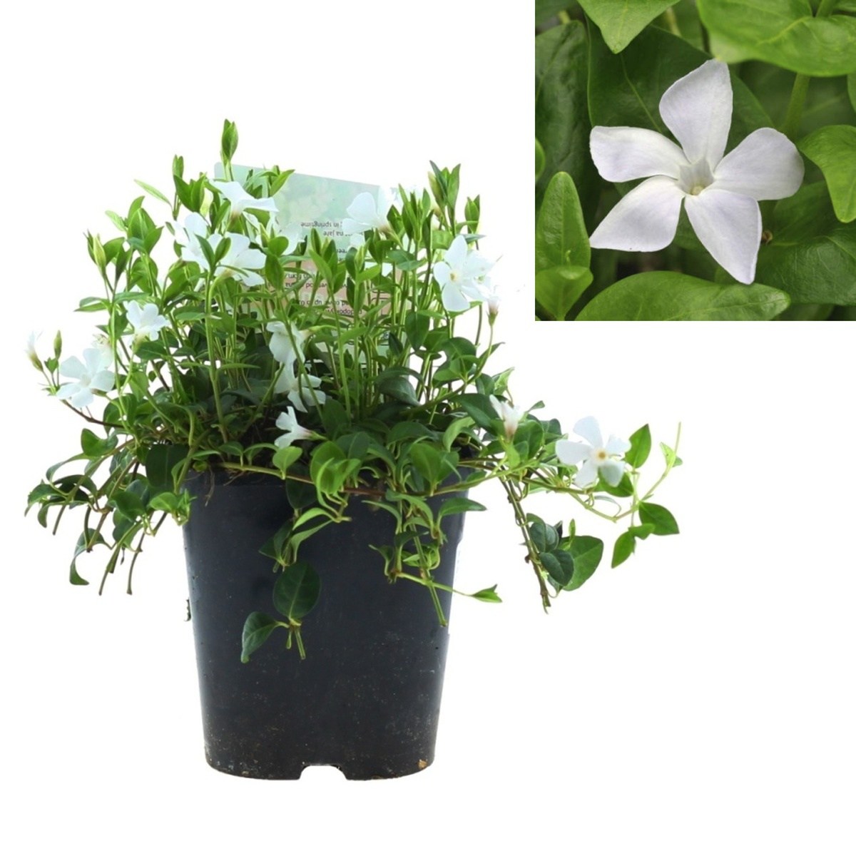 Půdopokryvné rostliny - Barvínek menší Alba 1,4 litru