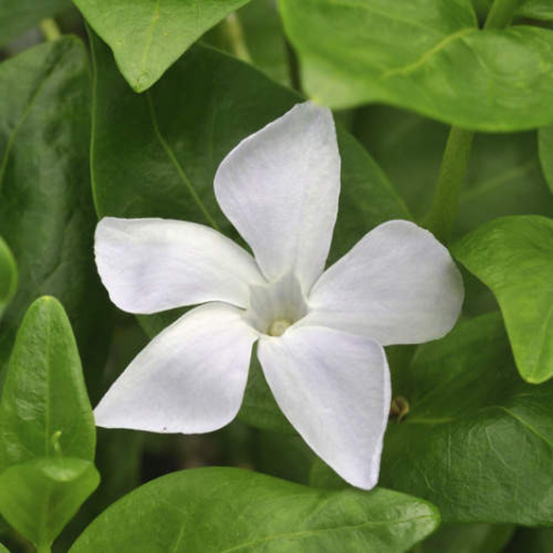 Barvínek menší Alba 1,4 litru-0